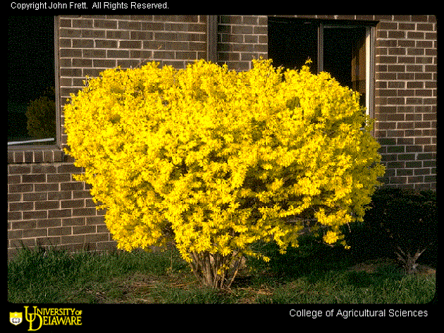 یاس زرد هیبریدی / یاس زرد حاشیه ای